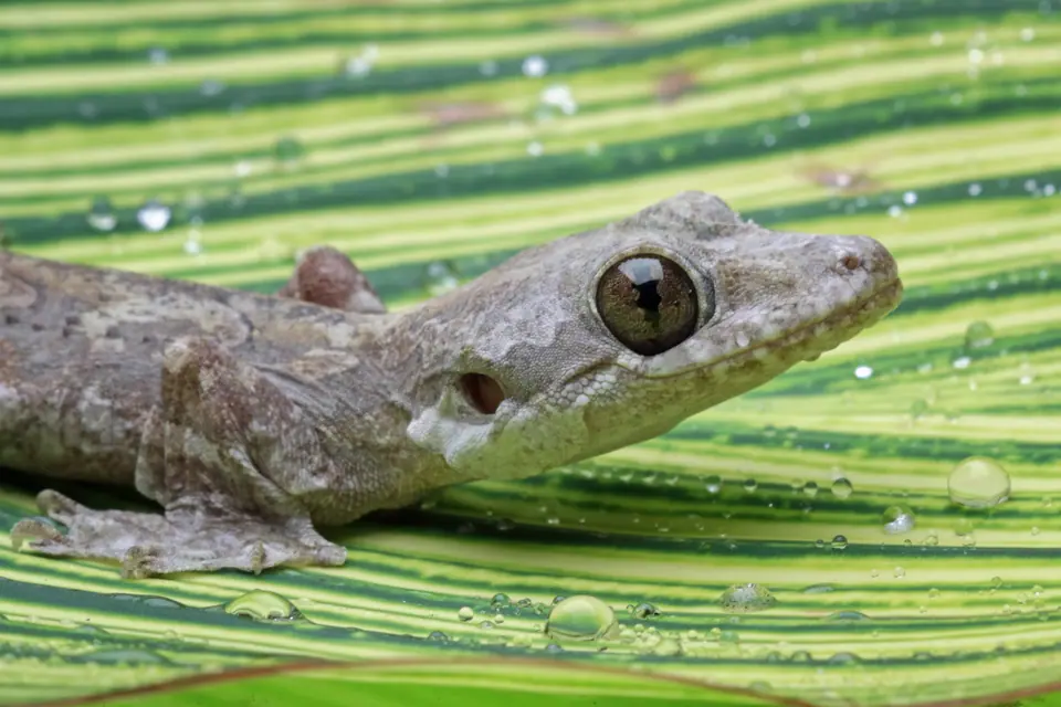 Aggressive reptile that likes to bite, gecko family, animals closeup
