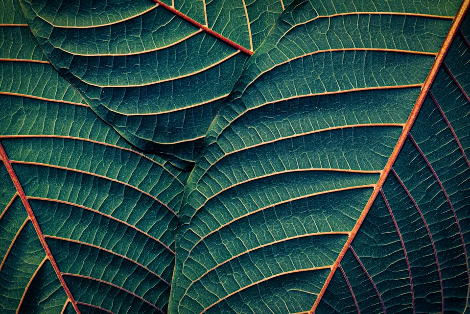 Kratom leaf texture with symmetry red veins, Tropical botanical foliage pattern with dramatic light and deep teal shadows