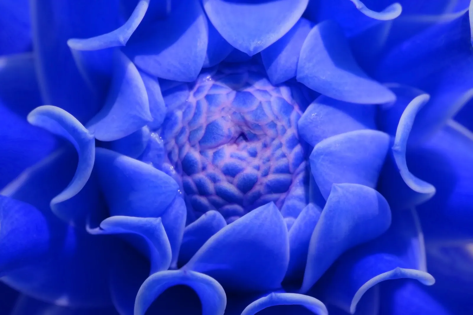 Close-up of the spiral pattern of a blue flower
